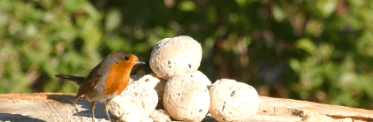 Vetbollen Premium Meelworm zonder net - Afbeelding 4