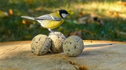 vetbollen voeren in de lente en zomer balkon