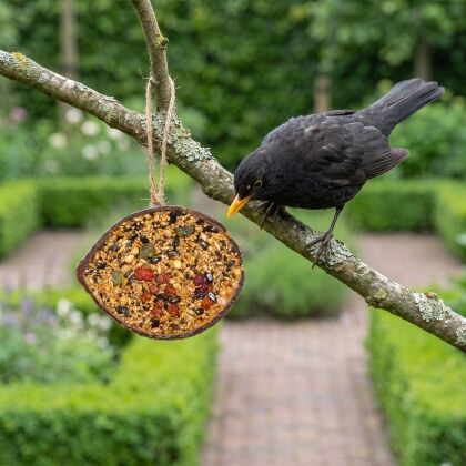 Merel eet uit halve gevulde kokosnoot met vruchten in de tuin