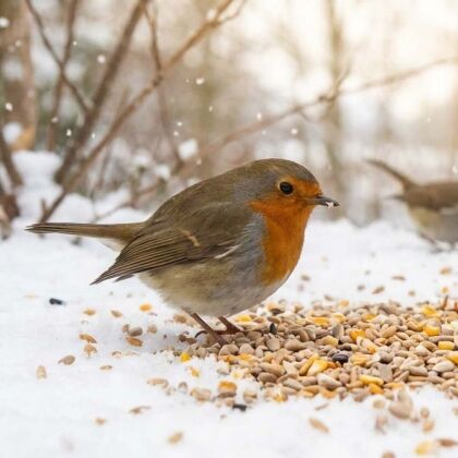 Roodborstje eet zaden in de sneeuw.