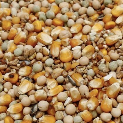 Premium Duivenvoer Kweek - Vlieg vogelvoerkopen.nl