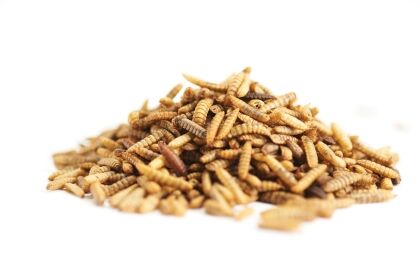 Gedroogde meelwormen, Black Soldier Fly larven stapelvoer duurzame eiwitbron.