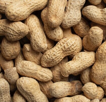 Doppinda voor tuinvogels, premium kwaliteit