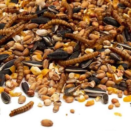 Close_Up_Strooivoer Supreme met Meelwormen