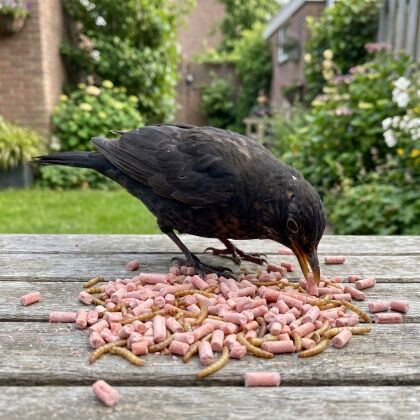 Merel eet bessen vetpellets met meelwormen van de voedertafel