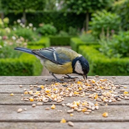 Koolmees eet Strooivoer kennismakingspakket van de voedertafel