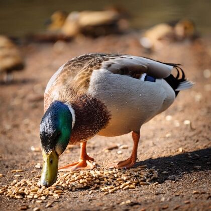 Eend eet korrels bij het water.