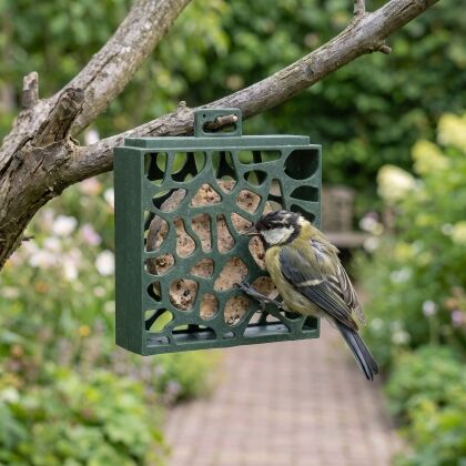 Koolmees eet uit vogelcakehouder Hulst