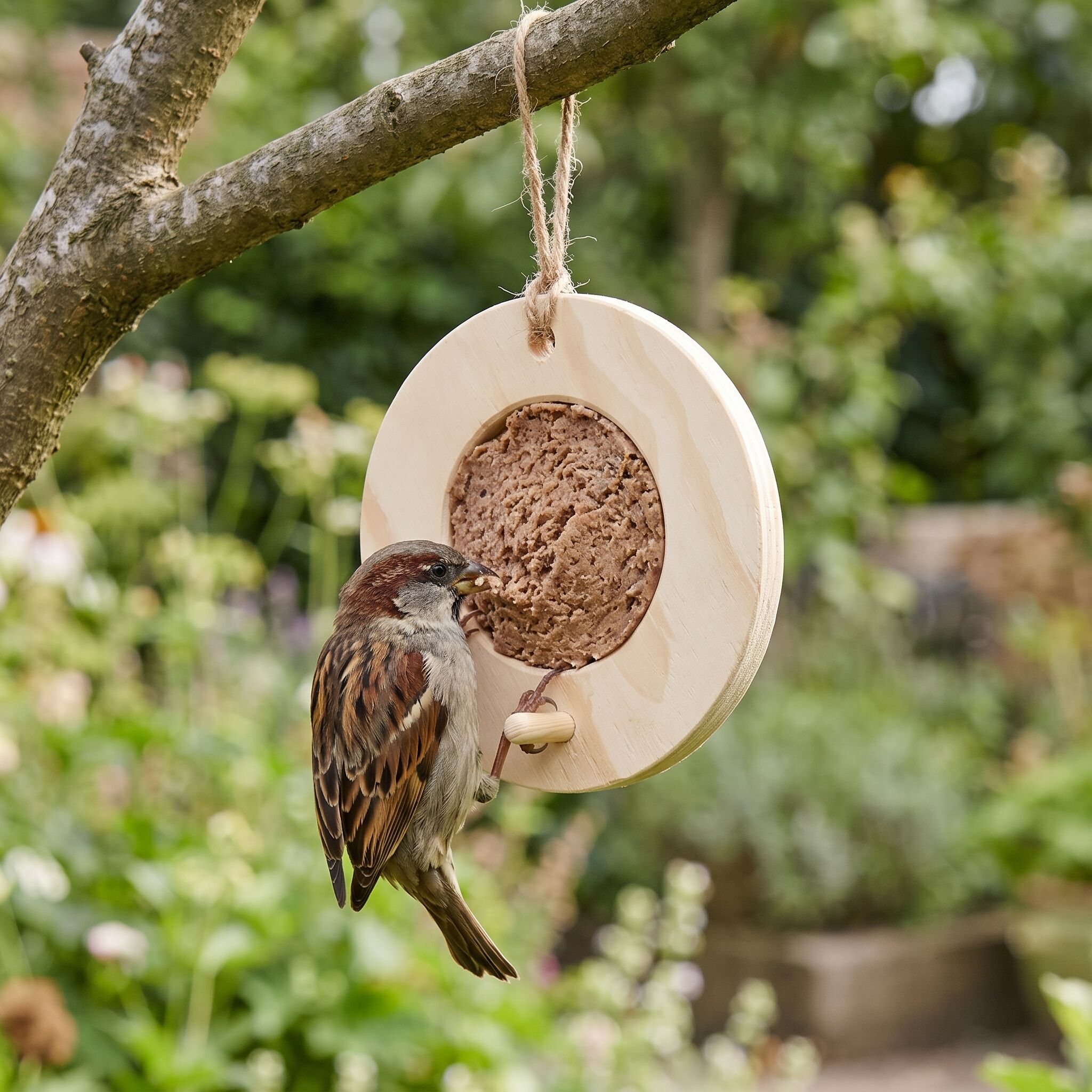 Huismus eet vogelmousse uit blanke voederring