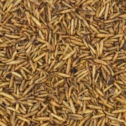 Gedroogde insecten voor diervoeding en menselijke consumptie black soldier fly meelwormen