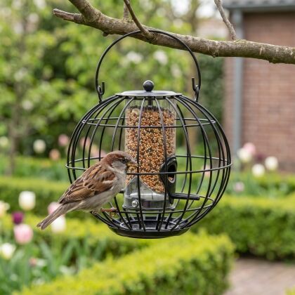 Huismus eet uit zadensilo Calla met beschermkap