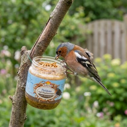 Vink eet van Vogelpindakaas Mix